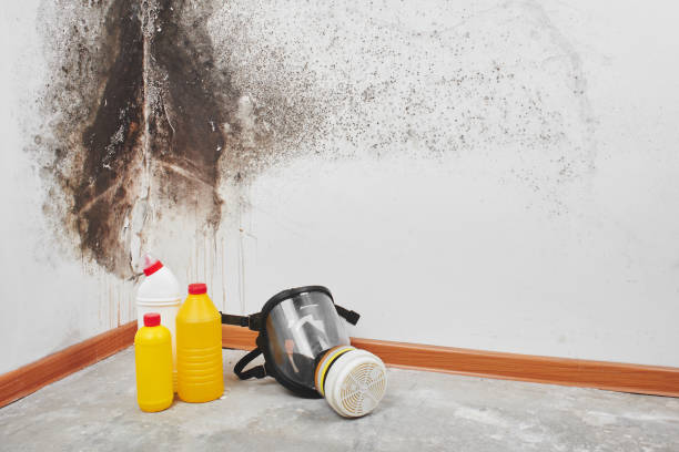 Best Residential Mold Remediation in Prosser, WA
