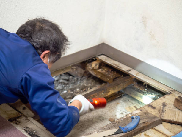 Best Mold Remediation for Specific Building Types in Prosser, WA