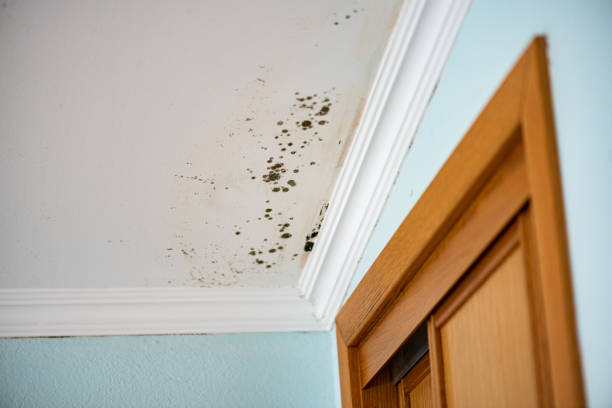 Best White Mold Remediation in Prosser, WA