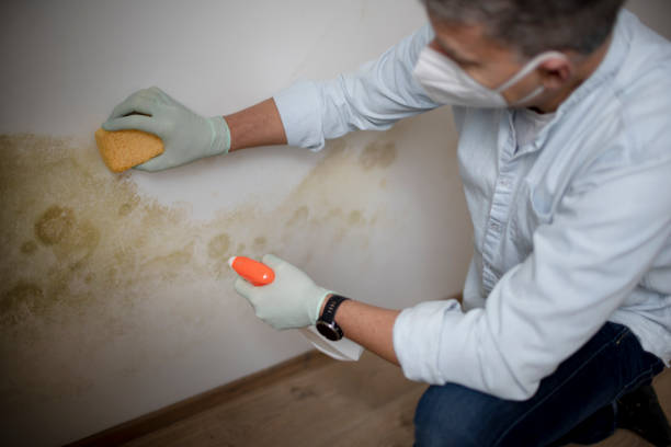 Best Commercial Mold Remediation in Prosser, WA