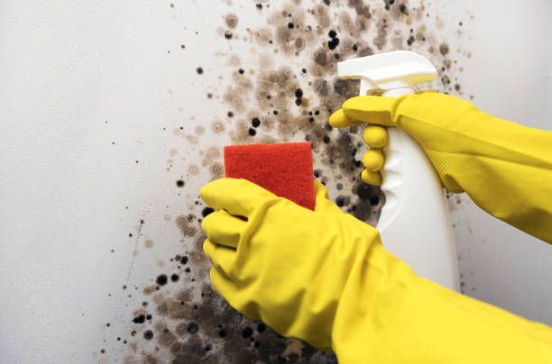 Best Black Mold Remediation in Prosser, WA