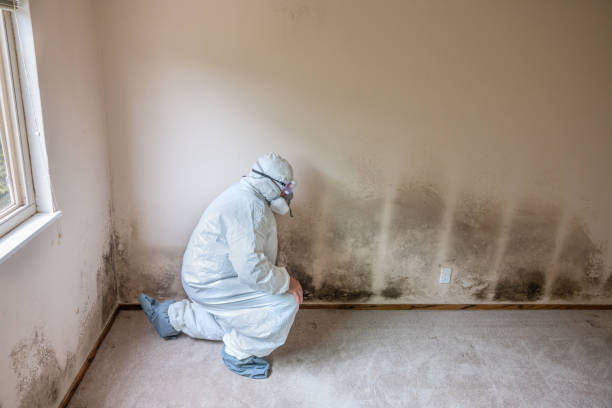 Best HVAC Mold Remediation in Prosser, WA